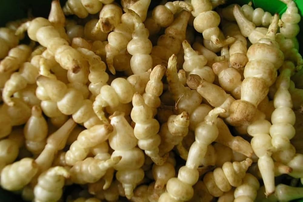 Stachys sieboldii | 3 Plug Plants | Chinese Artichoke