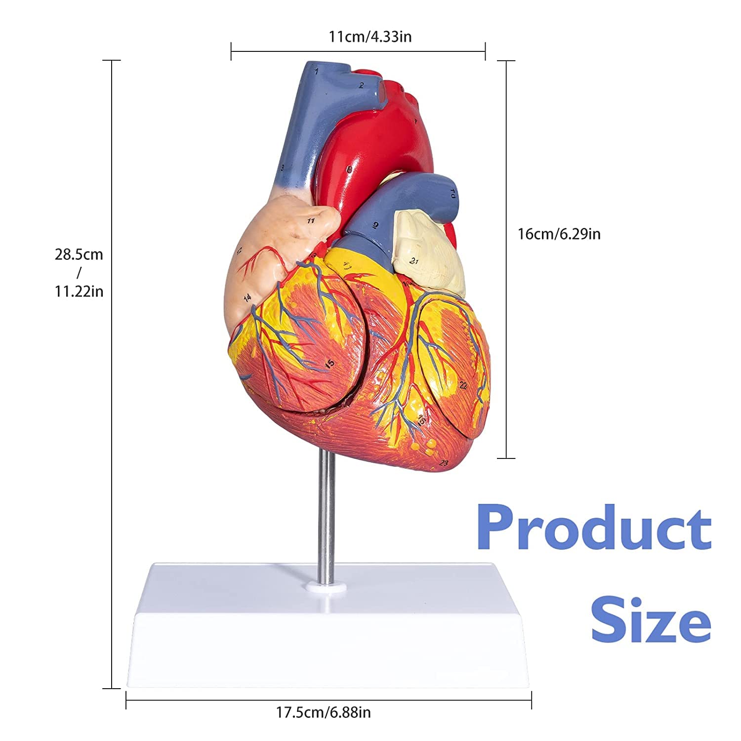 Modello anatomico a forma di cuore 2X allargato rimovibile in 4 parti per studio medico e didattico