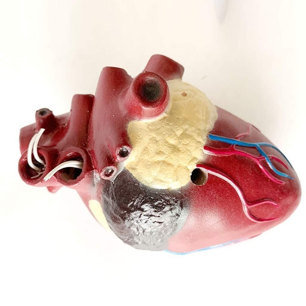 Anatomiczny model serca psa – edukacyjny model z PVC do nauczania weterynarii i szkoleń w opiece zdrowotnej