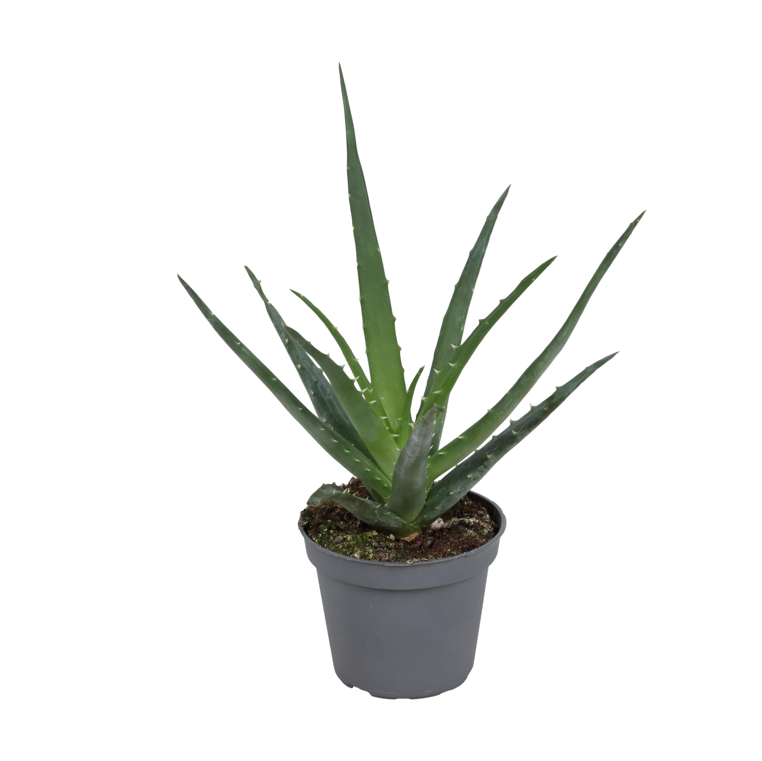 alkohol agave Agave Azul – stauferspirits.de main image 0