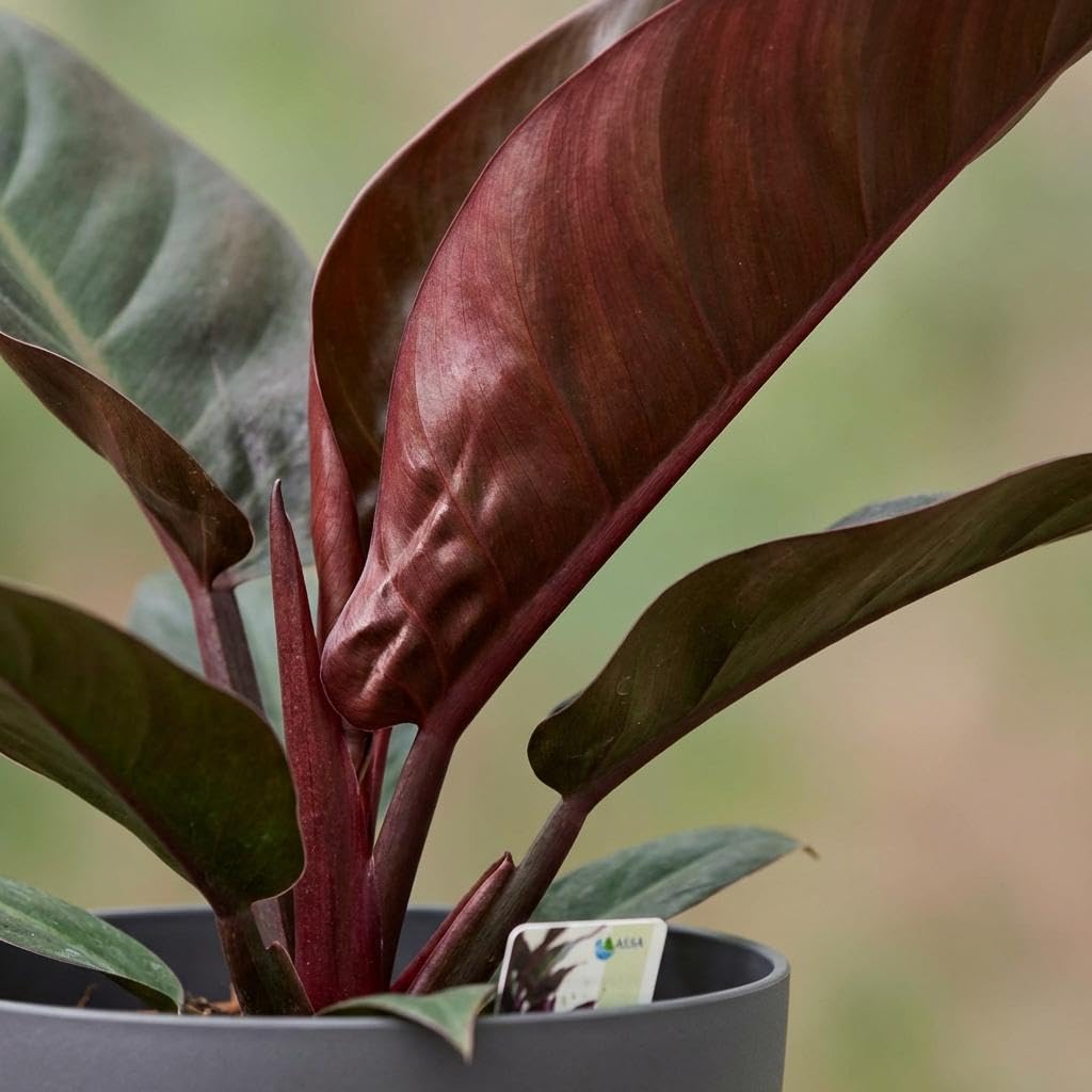 Philodendron Imperial Red Drzewo przyjaciel drzewa, 60 cm, roślina pokojowa z czerwonymi liśćmi w kolorze szarym, Ø 19 cm, błyszczące liście, kompaktowy wzrost, łatwa w pielęgnacji, poprawia powietrze