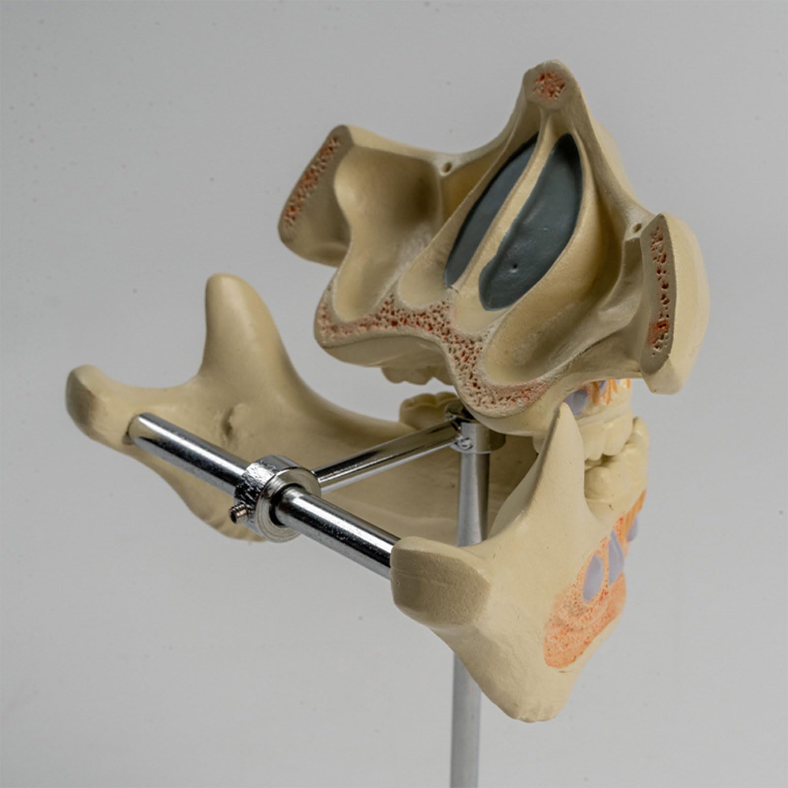 Modello di anatomia del dente permanente umano modello di dente per la scienza Dentista Odontoiatria Igiene Istruzione