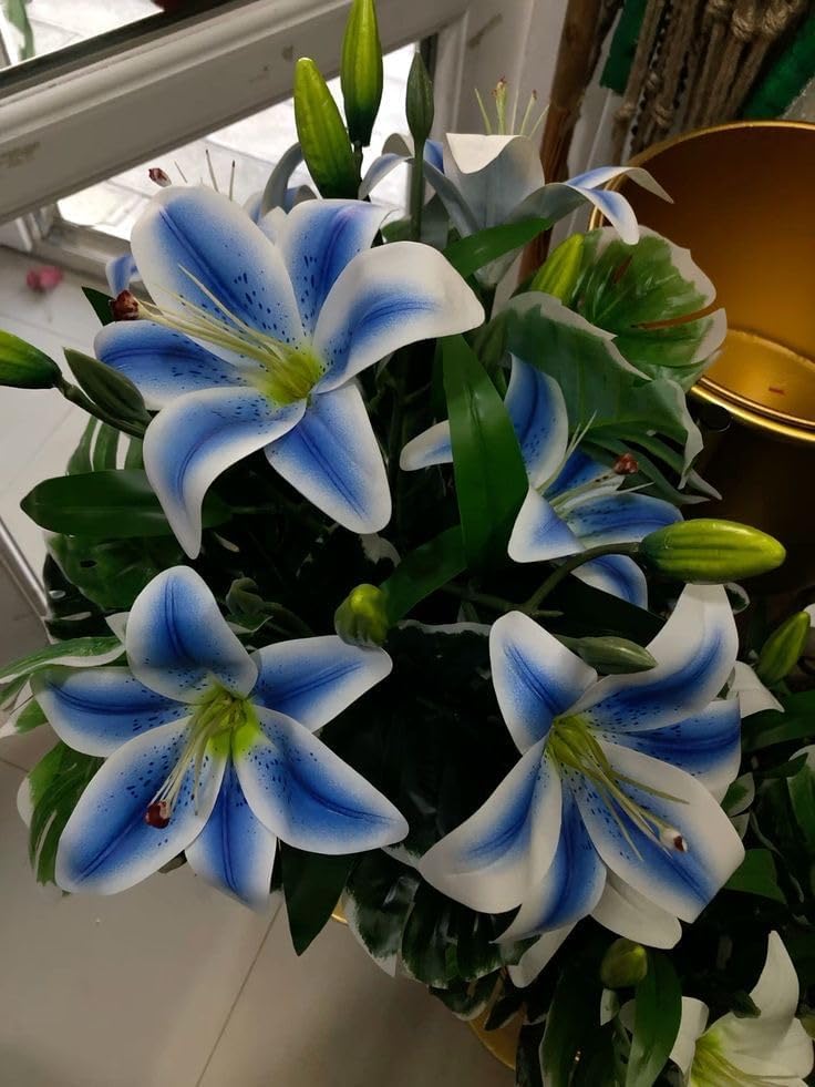 Premium Asiatic Lily Blue Shade Flower Bulb Pack of 2 | Long Blooming Lily Bulb | Outdoor & Indoor Flower Gardening Plant-image-20