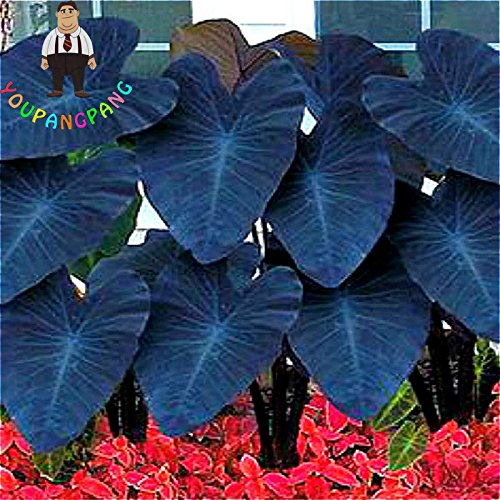 fensterblatt minima Hydro Monstera Minima – Green Me Up main image 1