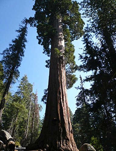 (GSS Gs *Ambizu*) 20 Semi Secuoya Gigante