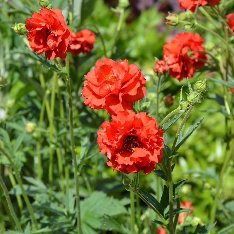 Geum chiloense 'Blazing Sunset' Garden Plant Hardy Perennial Flowering Garden Plants Easy to Grow Your Own by Park Farm Plants (6 x Plug Plants)