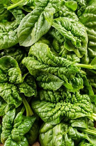 Miniatura 2 de Spinach Bloomsdale Longstanding Pkt - Aprox. 300 semillas