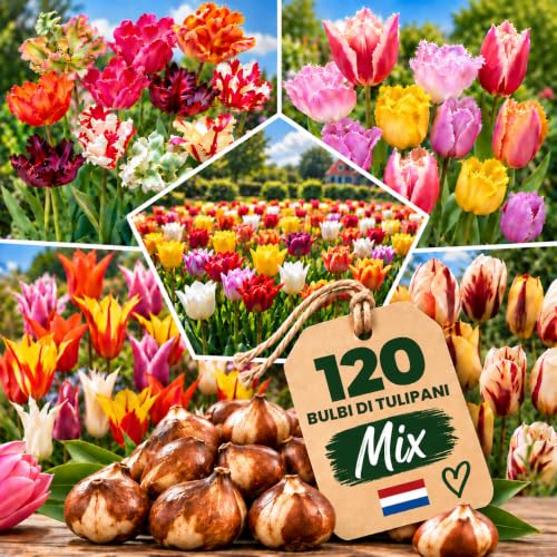 IRONO Bulbi Tulipani Olandesi - 120 Bulbi Fiori Perenni da Esterno