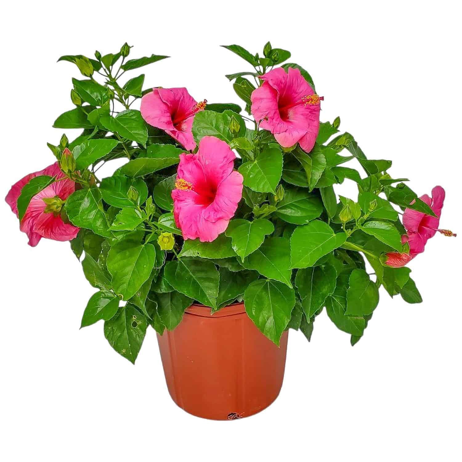Yoder Dwarf Pink Cayman Wind