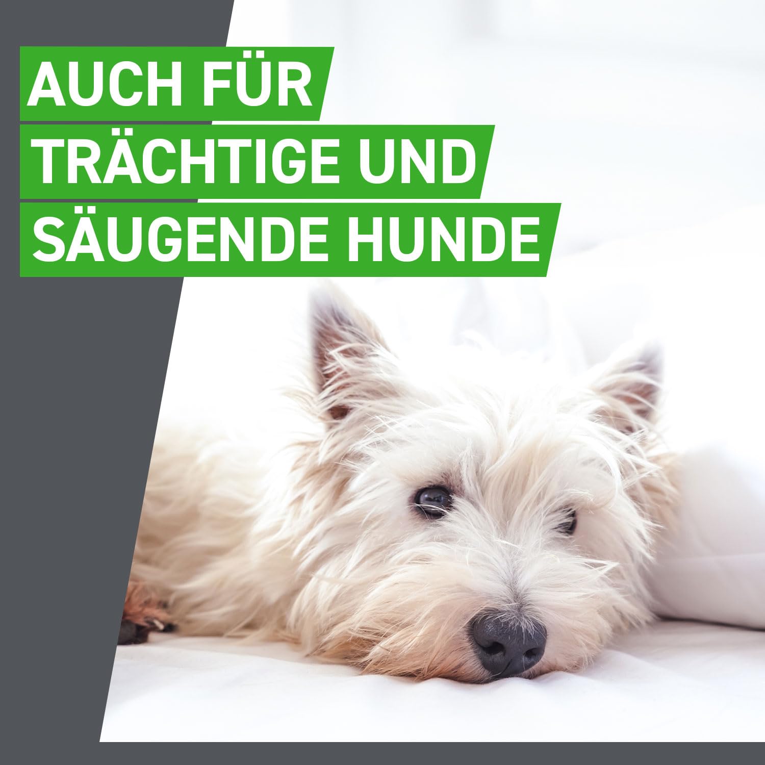 FRONTLINE Combo Hund M gegen Zecken, Flöhe & Haarlinge (10 bis 20 kg) | 3x Pipetten (3er Pack) für bis zu 9 Monate Schutz - gegen Floheier, Larven & Puppen im Haushalt - wasserfest