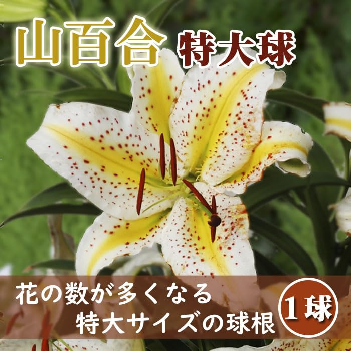 Amazon.co.jp: 花数が多い 山百合 球根 【 特大球 】1球 オーラタム