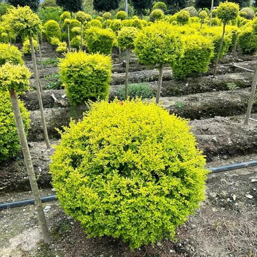 Semi di siepe di ligustro, comprare semi di Ligustro lucidum - regali per gli amanti del giardino per luoghi soleggiati arbusti a crescita rapida giardino 450pcs