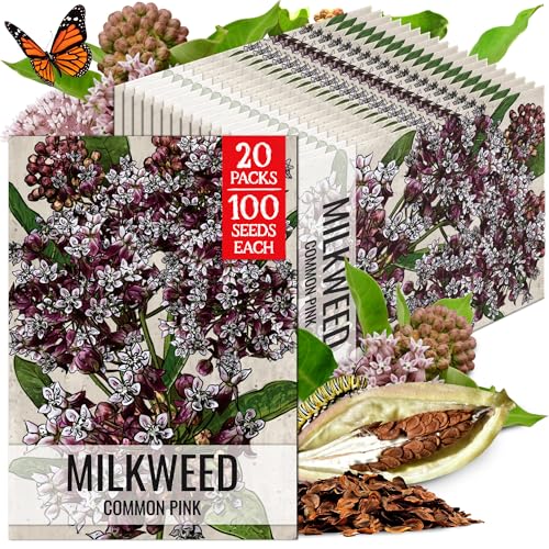 Image of Seed Needs Pink Common Milkweed Seeds for Monarch Butterflies 20 Pack