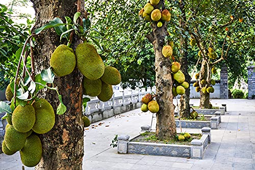 InGreen Hybrid Variety Jackfruit Plant. (B09D8Q75B4) Amazon Price History, Amazon Price Tracker