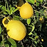 Ponderosa Lemon Tree Plant, 2 to 3 Feet Tall Live Lemon Tree Plant in Pot, Lemon Fruit Tree Plant for Outdoor Garden, No Ship to CA -  TAZGO