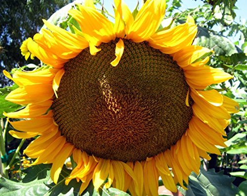 Tournesol géant à rayures grises, grosses graines comestibles Paquet de 100 graines