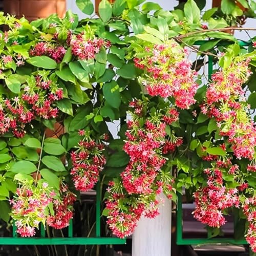 Image of Madhumalti Rangoon Creeper Live Plant with Pot | Madhu Malati Double Petal Highly Fragrant Climbing Flower Vine | Fast Growing Flowering Creeper for Home Garden Balcony Terrace Decor | Pack of 1