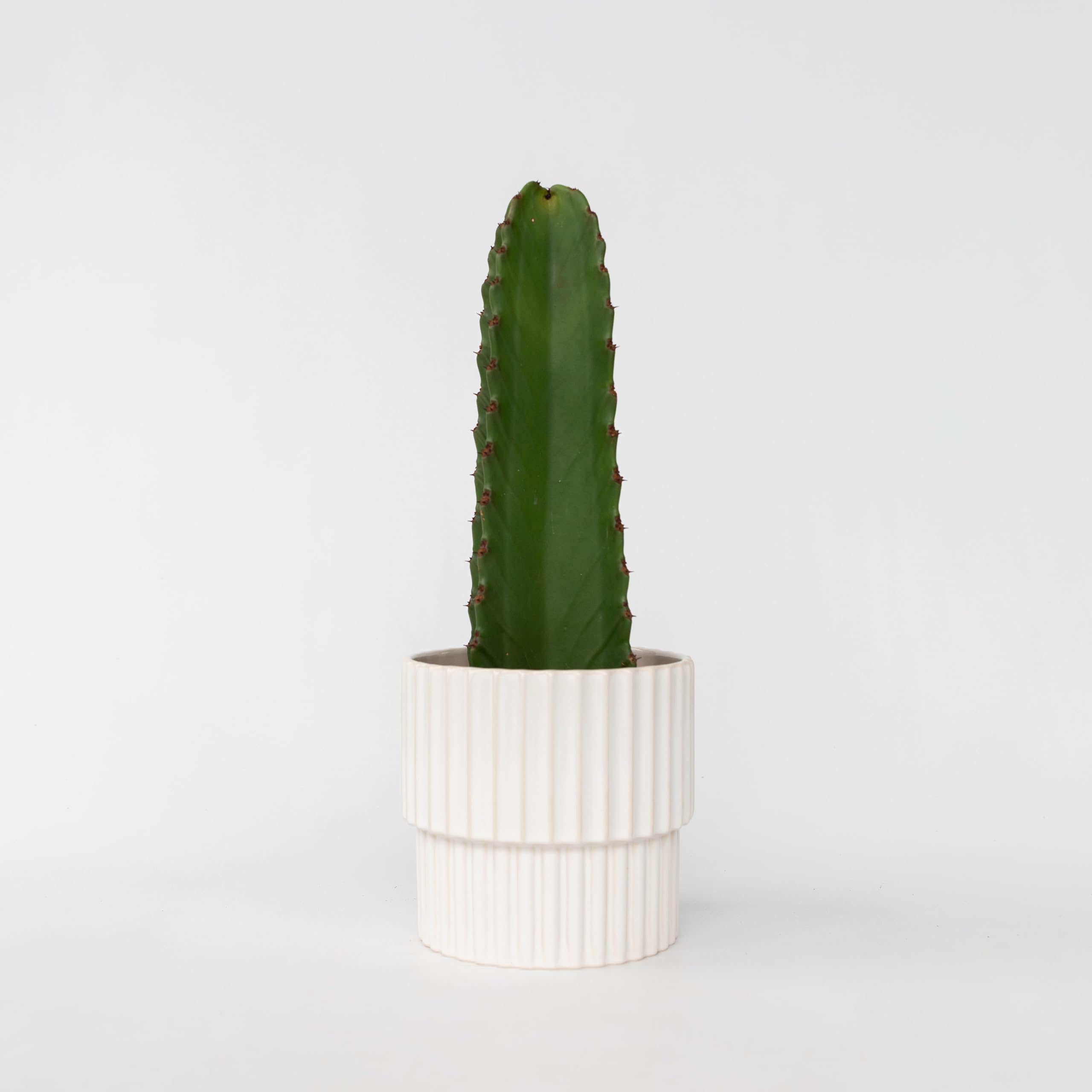 Plant in a Box - Euphorbia Ingens 'Cowboy-Kaktus' - Kaktus - Topf 18cm -  Hhe 40-50cm : Amazon.de: Garten