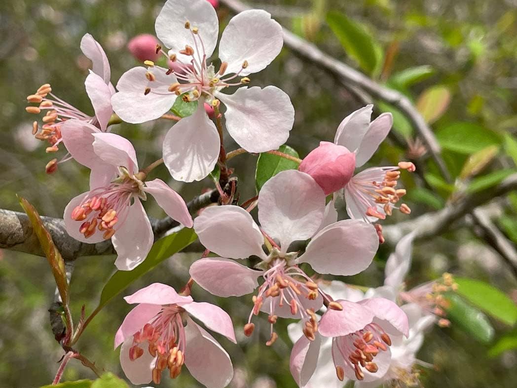 TriStar Plants - Southern Crabapple Tree - 1 Gallon Trade Container, 3'-4'ft - Flowering Crabapple Tree, Malus Angustifolia, Paradise Apple, Wild Apple