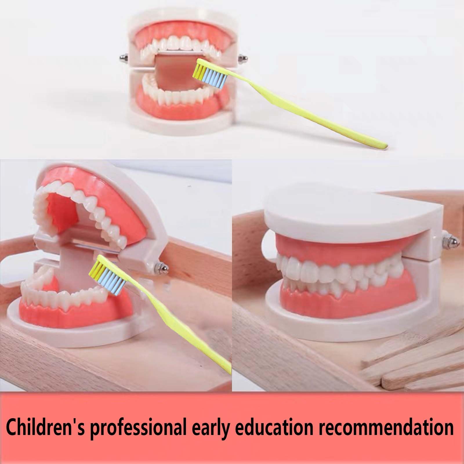 2 sztuki modeli do zębów z 2 sztukami szczoteczek do zębów, model do zębów dla dzieci, model do pielęgnacji zębów dla dzieci w klinikach dentystycznych lub przedszkolach