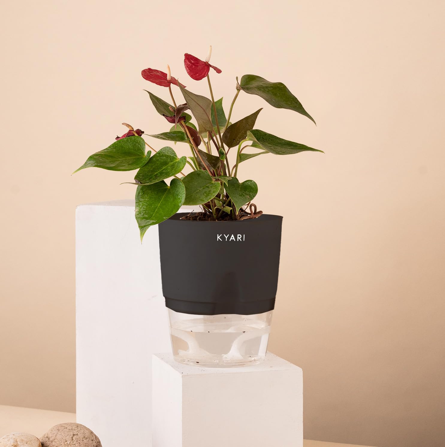 KYARI Anthurium Red Indoor Plants for Living Room | Live Plants | Plants with Black Self Watering Pot for Home | Air purifier plants | Plants for Home Decor | Plants for Garden & bedroom (B0CHS4T4GP) Amazon Price History, Amazon Price Tracker