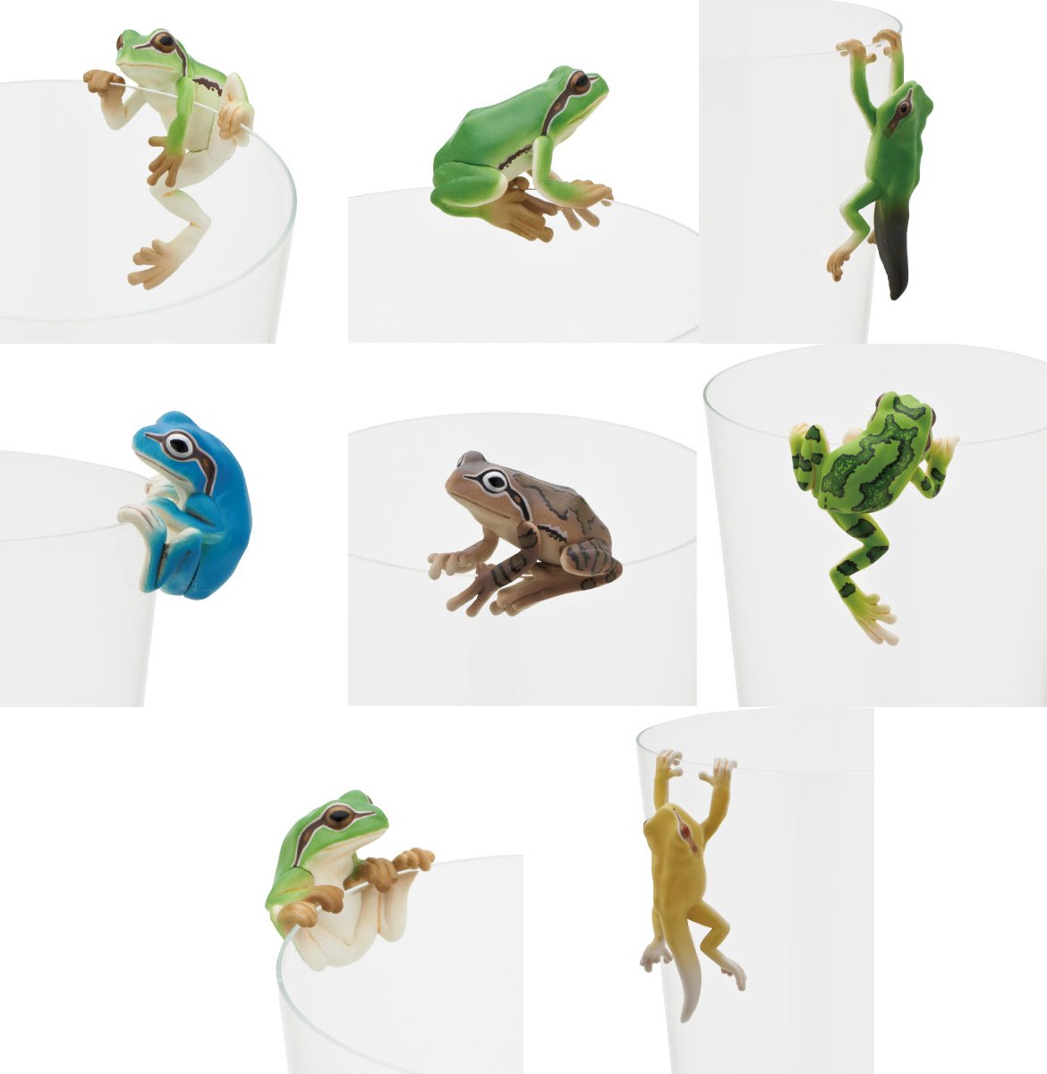 あまがえる アメリカアマガエル カエル図鑑