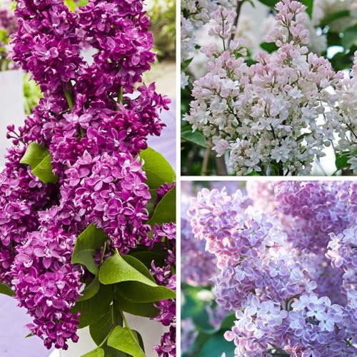YouGarden Fragrant French Lilac Shrubs, Collection of Three Bushes, Established Varieties in 9cm Pots, Ready to Plant