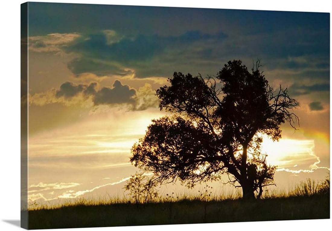 Oak Tree Sunset Silhouette Photograph at Arizona Mexico Border