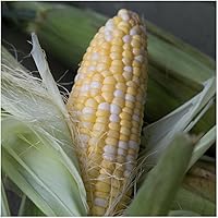 Vista 3 de Everwilde Farms - Semillas de maíz dulce híbridas de 1 onza - Gold Vault Bulk