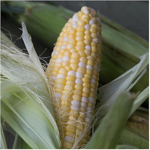 Miniatura 5 de Everwilde Farms - 50 deliciosas semillas de maíz dulce híbridas - Gold Vault Jumbo