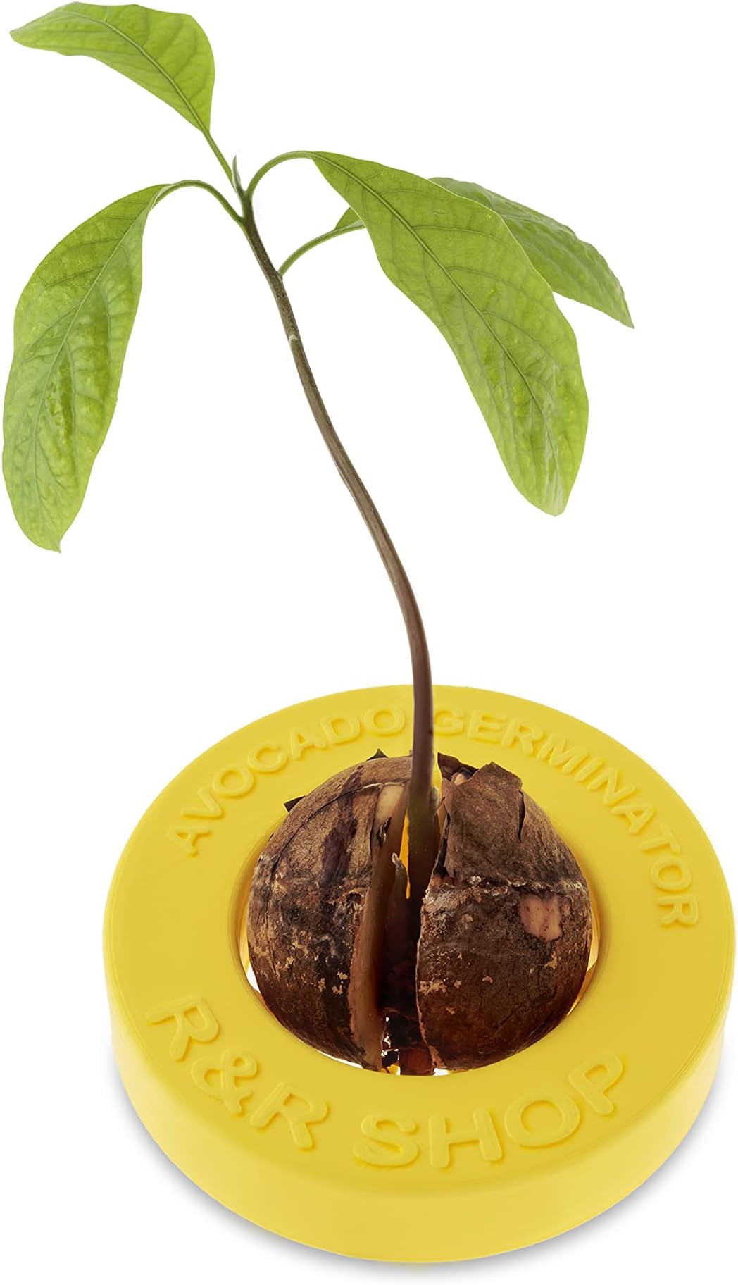 Avocado Germinator - Floating Pot for Avocado Germination, Seed Growth Kit, Plastic Corn 100% (Yellow)