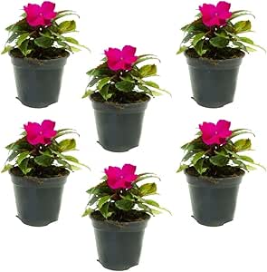 6 Piante Di Garofano In Vaso - Fiori Ornamentali Non Commestibili Per Giardino O Balcone - Foto 11