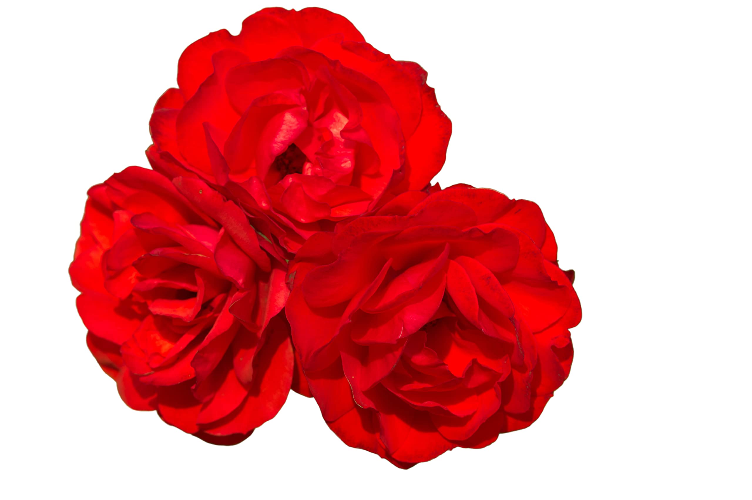 Floribunda Rose Plants, Rose 'Trumpeter', 2 x Full Plants in 5L Pots, Red Roses, Garden Ready and Ready to Plant, Premium Quality Garden Roses