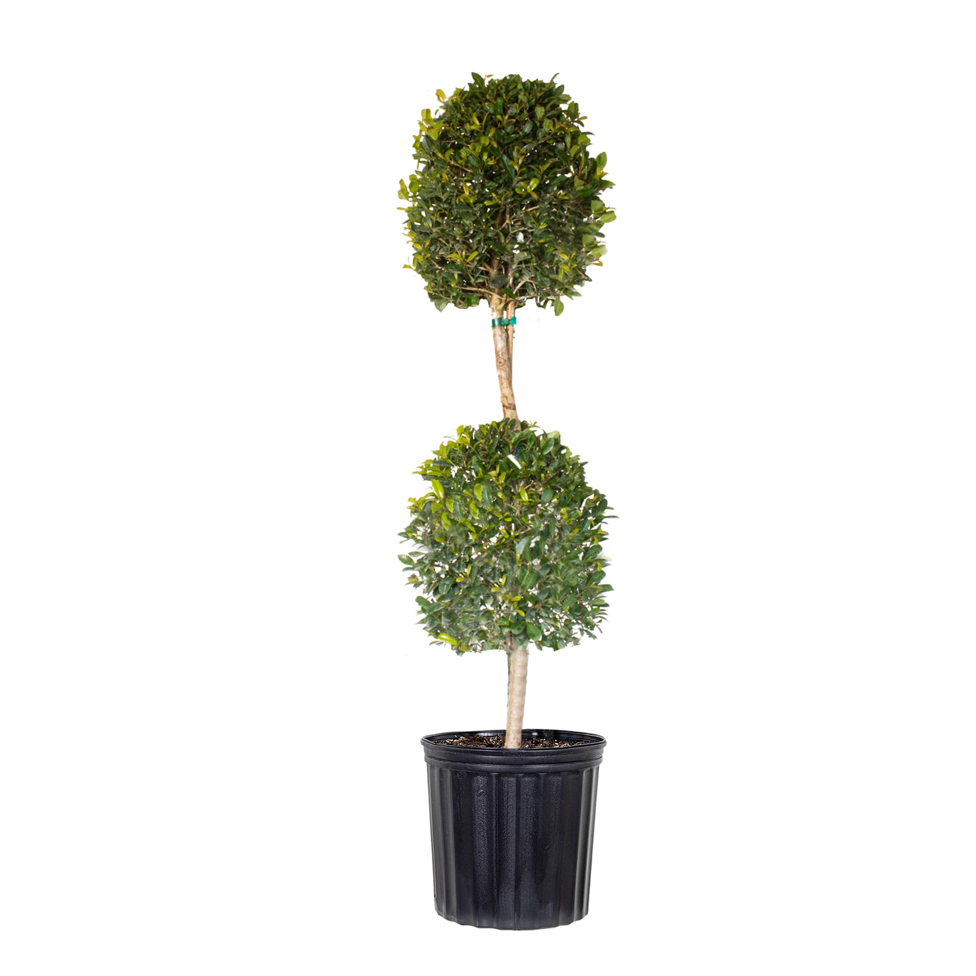 Eugenia Myrtifolia Topiary