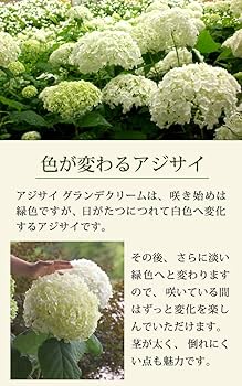 61bpP9WfpaL._AC_UF350, 61bpP9WfpaL._AC_UF350,