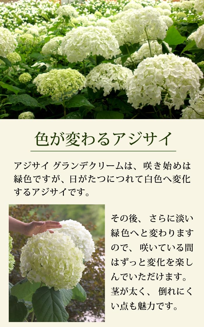 Amazon.co.jp: アジサイ アナベル 苗 グランデ クリーム 11cmトール