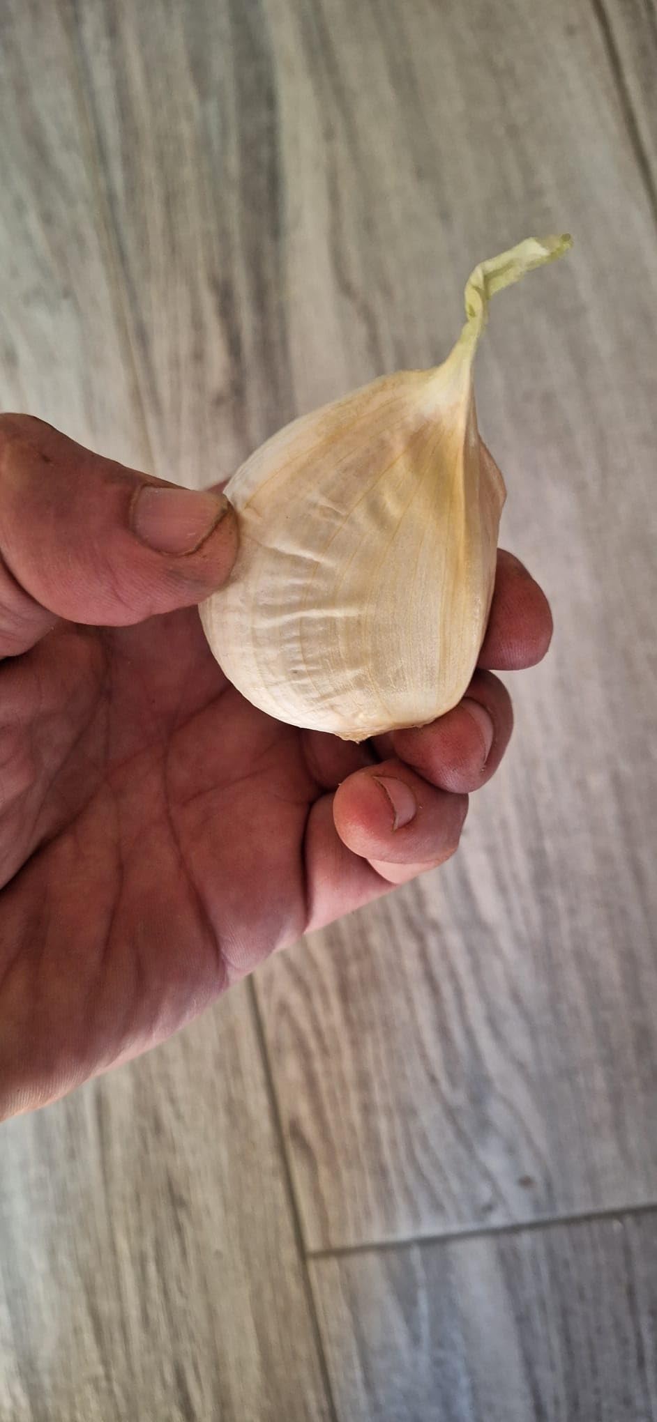 Aglione della Valdichiana Aglio Dolce digeribile non contiene allina niente cattivo alito kiss garlic