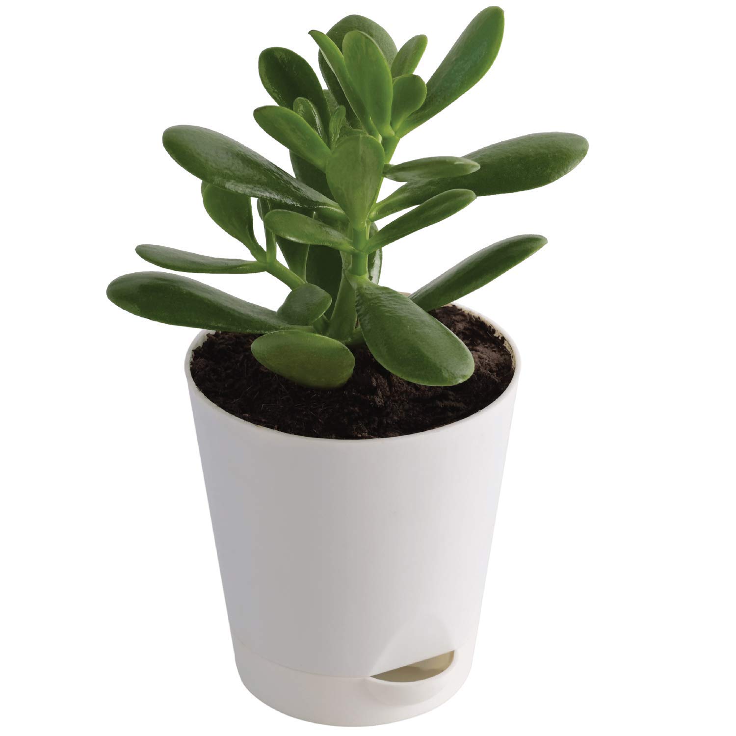MorningVale Crassula Ovata Jade Plant with Self Watering Pot (Good Luck Feng Shui) (B09X4HW53H) Amazon Price History, Amazon Price Tracker