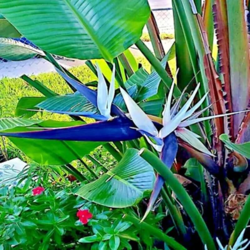 Set 2 Mixed Bird of Paradise Plants Live, 4-8 Inch Tall Tropical Plants for Indoor Outdoor Growing