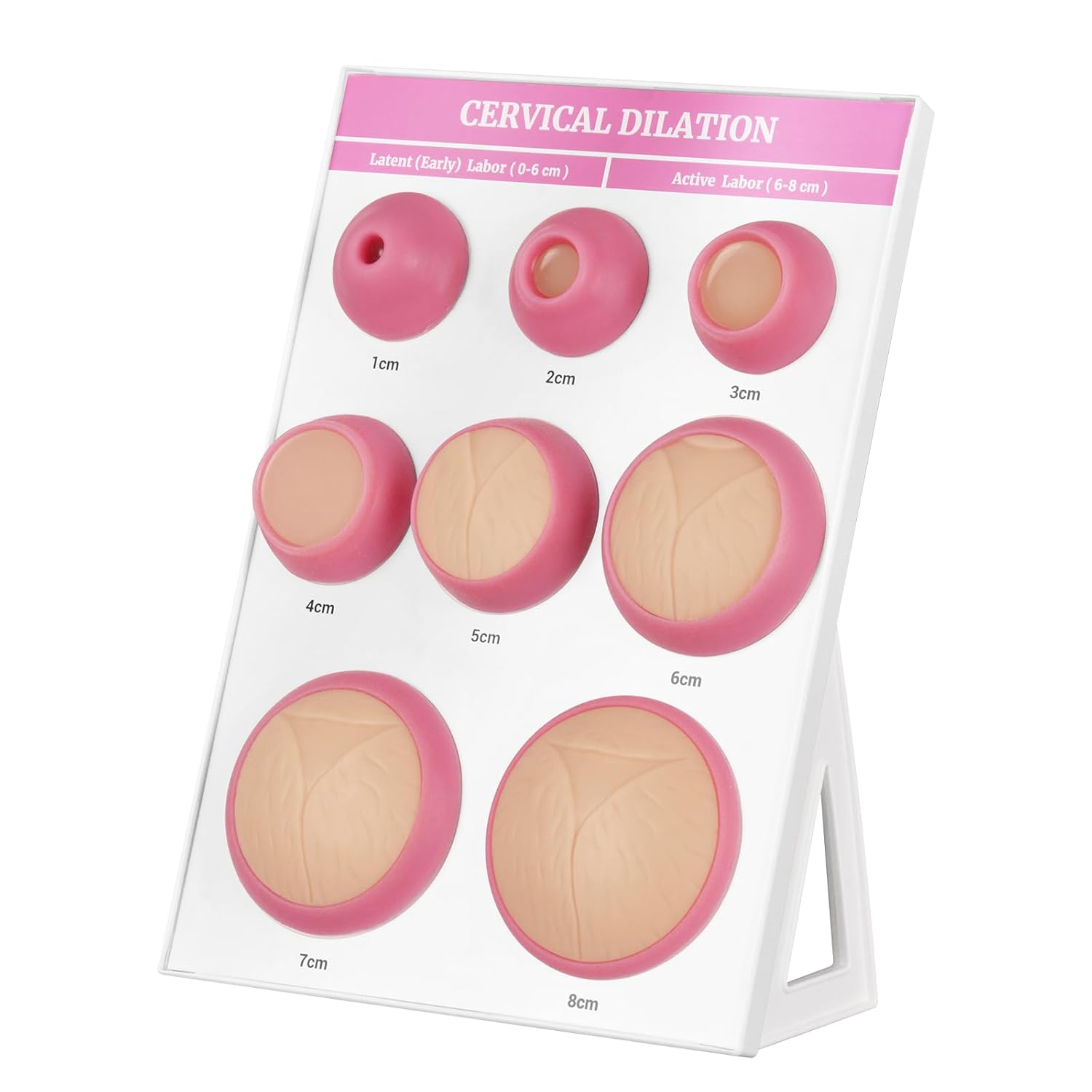 Cervical Dilation Simulator with 1-8cm, Gynecological Examination Model, Chart on Display Board for Midwife and Doula Training, Medical Education, and Birth Learning