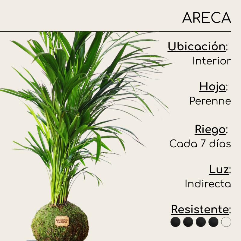 Kokedama Palmera Areca XL - Kokedama Interior | Bola de Musgo Vivo | Planta Natural | Planta Interior | Decoración Hogar | Fácil Cuidado y Mantenimiento