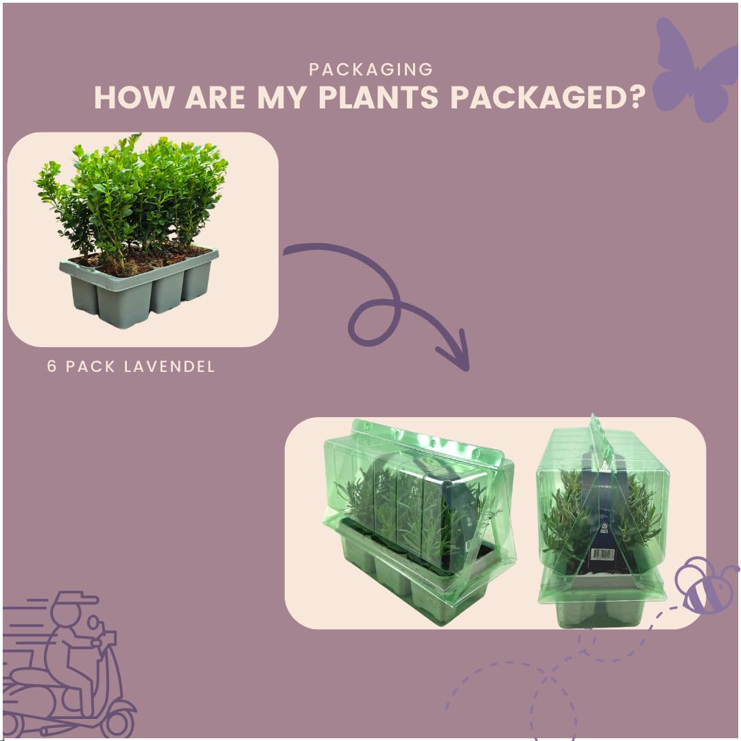 Piante di Bosso Sempreverde, per Siepi e Giardino, Verde, Set da 12