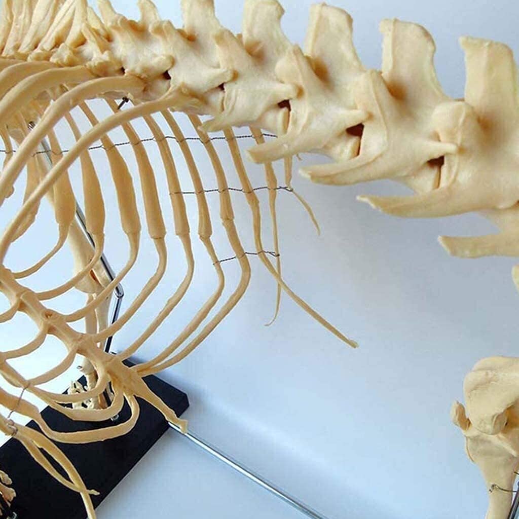 Model zwierzęcy, model szkieletu psa, znak szkieletu naturalnych szkieletów psów, anatomiczny model szkieletu psa do szkoły edukacyjnej