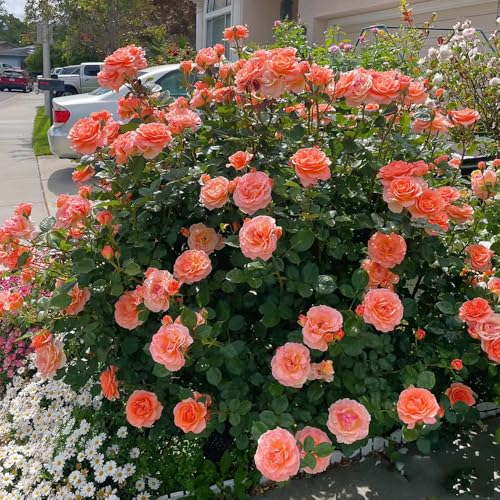 semillas fragantes resistentes del rosal, de variedades antiguas cobertura suelo resistente regalo 10pcs