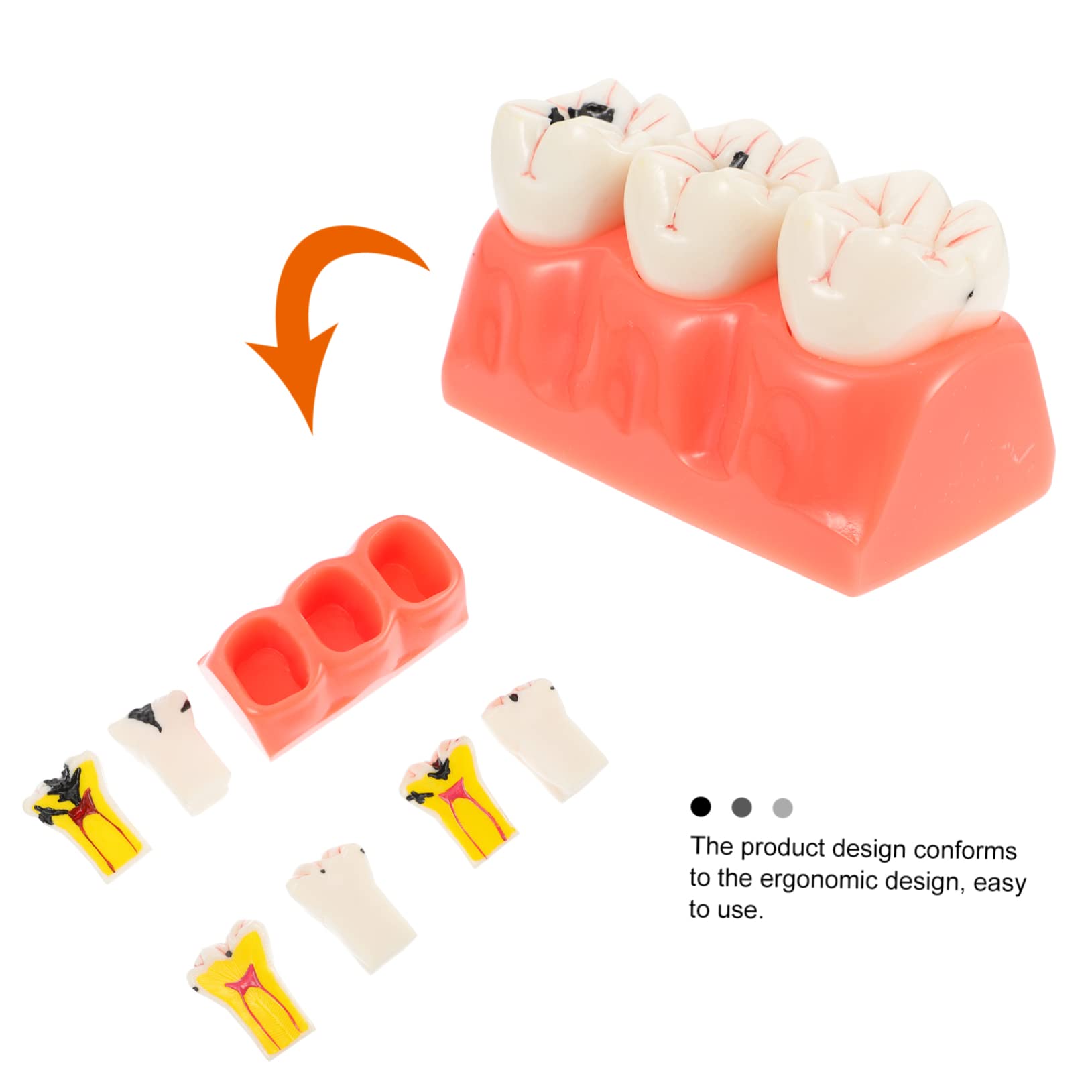 Modello Anatomico dei Denti Rosa in Resina per Insegnamento | 1 Pezzo, Superficie Liscia, Uso in Classe e Dimostrazioni, Supporto Didattico per Studio Odontoiatrico