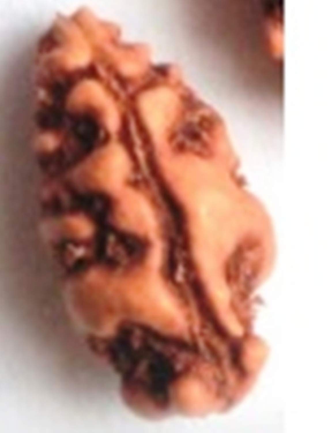 6 mukhi rudraksh (Lab Certified) natural six face rudraksh tested by authorized Gemmologist- GII, MUMBAI / Natural 6 Face Rudraksh/ 6 Mukhi Rudraksh / Original rudraksh / 6 Mukhi Rudraksh/ Himalayas Rudraksh / Nepali Rudraksh /6 Face Rudraksh