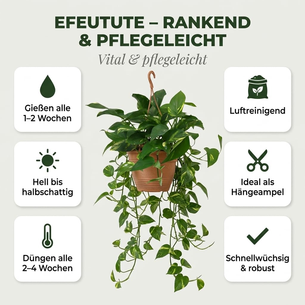 Efeutute | 2er-Set | Epipremnum aureum | ca. 30-35 cm | ø 12-15 cm Topf | Pflegeleichte Zimmerpflanzen für Wohnung und Büro | Qualität vom Pflanzen Profi | Ideale Raumbegrünung