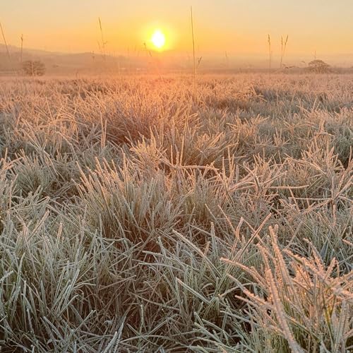 When seasons slip: How to maximise your garden for plants and wildlife
