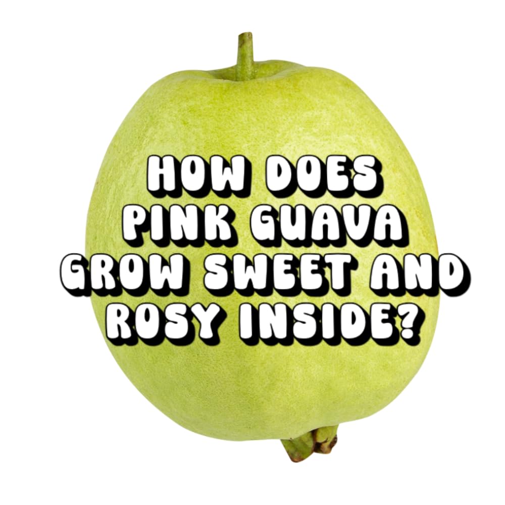 How Does Pink Guava Grow Sweet and Rosy Inside?