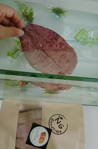 Miniatura 8 de NG Goodtime - Catappa mediano de hojas de almendra india prémium para peces y camarones Betta | Las mejores hojas de pez betta/camarones | Almendras